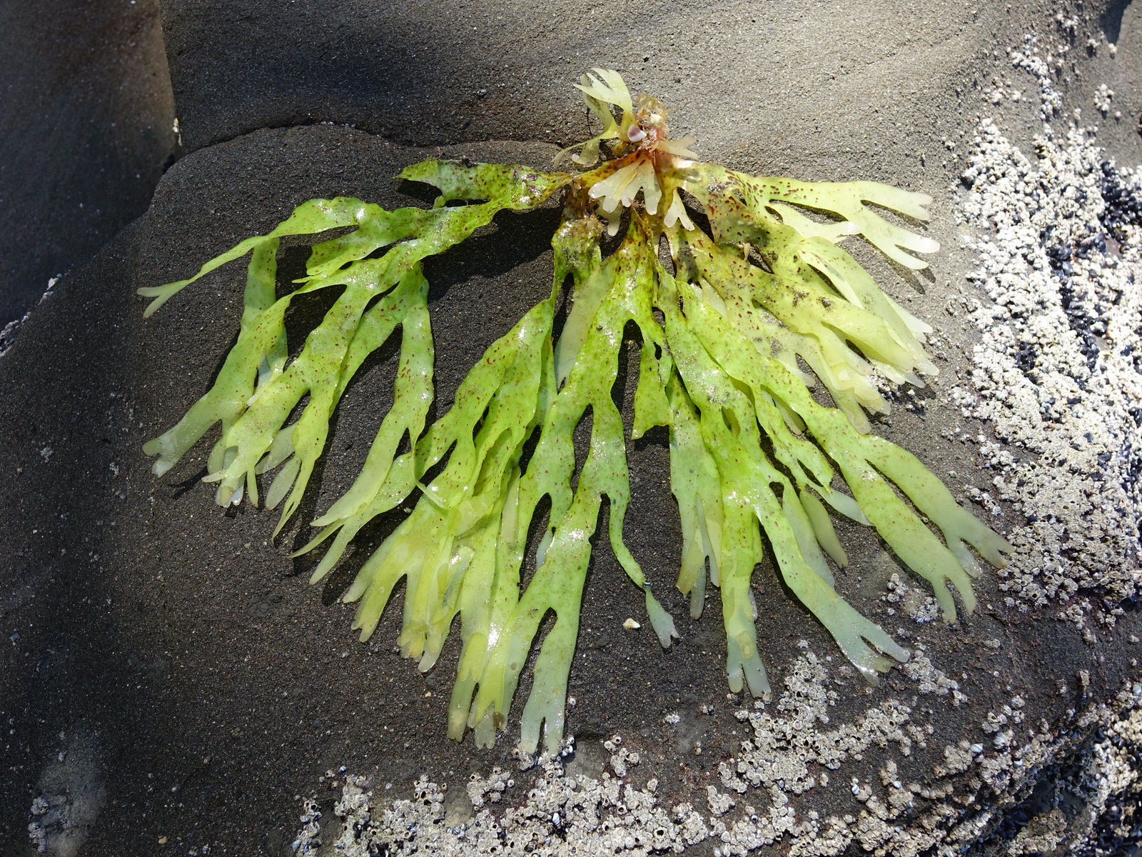 Sarcodiaceae