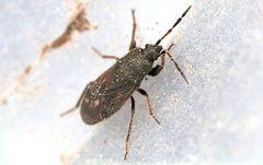 Megalonotus sabulicola