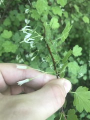 Ribes curvatum