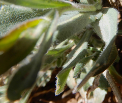 Boechera centrifendleri