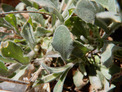 Boechera centrifendleri