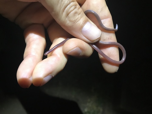 Long-tailed Thread Snake