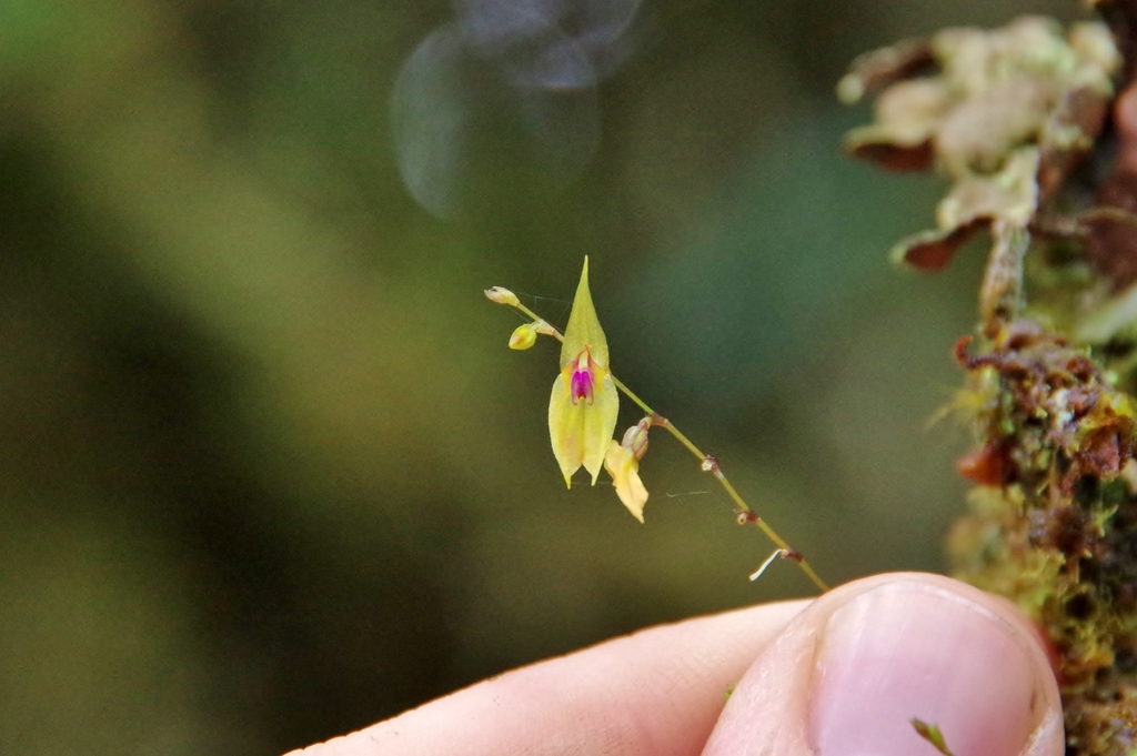 Lepanthes guanacasensis
