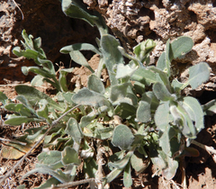 Boechera centrifendleri