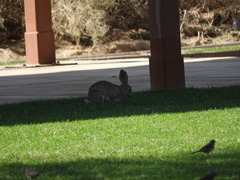 Zonotrichia leucophrys