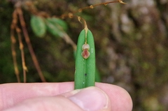 Lepanthes mucronata