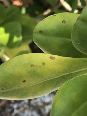 Mycosphaerella scaevolae