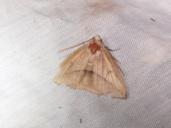 Ugia purpurea