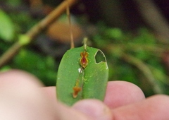 Lepanthes mucronata