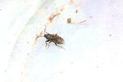 Megalonotus sabulicola