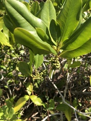 Myrsine cubana