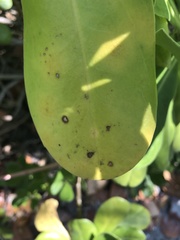 Mycosphaerella scaevolae