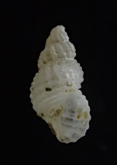 Odostomia