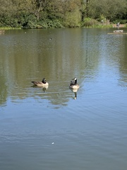 Branta canadensis