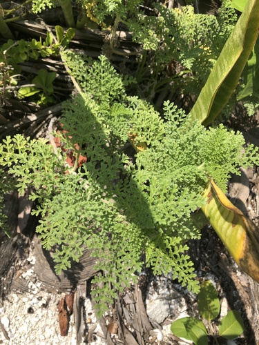 Coastal Ragweed