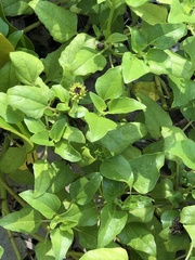 Helianthus debilis image