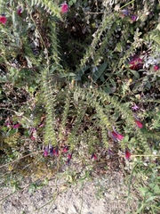 Echium