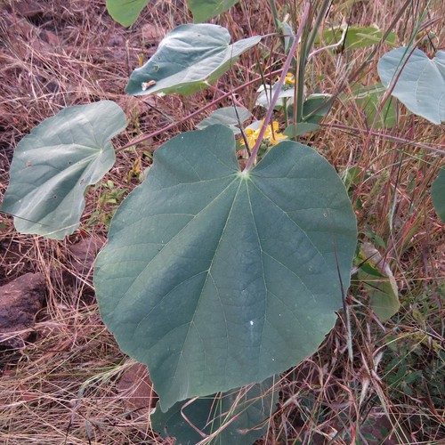 Abutilon angulatum var. macrophyllum image