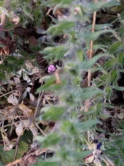 Echium