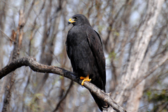 Buteo albonotatus