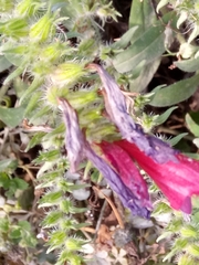 Echium