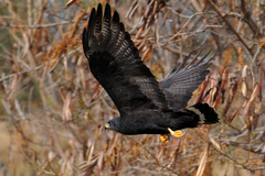 Buteo albonotatus