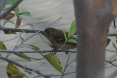 Sporophila morelleti