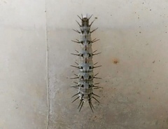 Heliconius charithonia