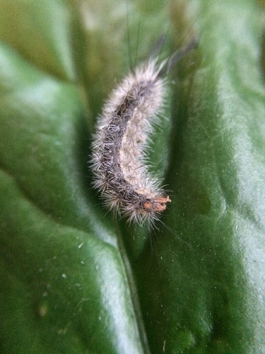 Cape Ivy Moth photo 3
