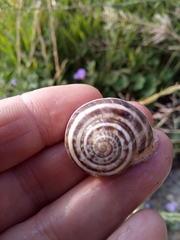 Stylommatophora