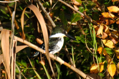 Chloroceryle americana