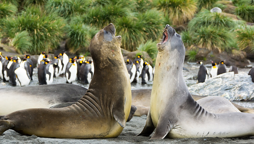 Southern Elephant Seal