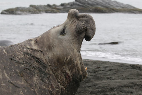 Southern Elephant Seal
