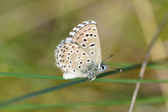 Pseudophilotes abencerragus