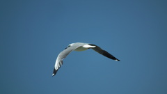 Chroicocephalus cirrocephalus poiocephalus