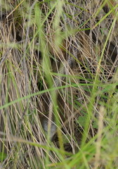 Notechis scutatus scutatus