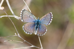 Pseudophilotes abencerragus