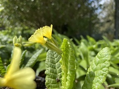 Primula intricata lofthousei