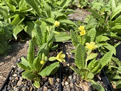 Primula intricata lofthousei