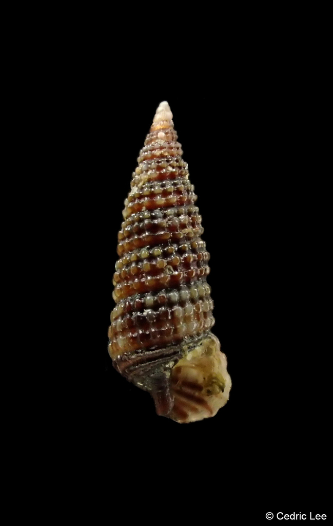 Cerithiopsidella