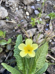 Primula intricata lofthousei