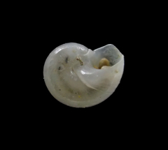 Teinostoma supravallatum