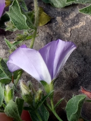 Convolvulus sabatius subsp. mauritanicus image