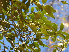 Ilex discolor tolucana