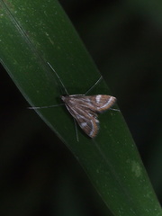 Strepsinoma croesusalis
