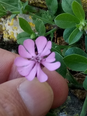 Silene secundiflora image