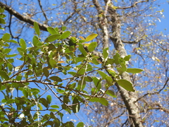 Ilex discolor tolucana