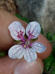 Erodium