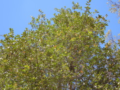 Ilex discolor tolucana