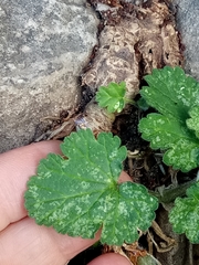 Erodium